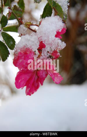 Rosa Rosen im Winter Schnee Stockfoto