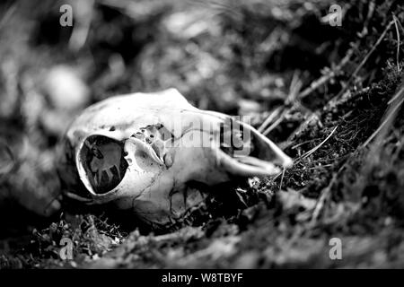 Deer skull Festlegung im Unterholz mit Memory trace innen Schädel auf sonnigen Nachmittag in Westfinnland Stockfoto