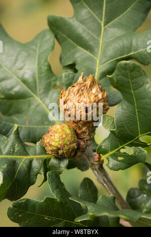 Artischocke Galle, verursacht durch die Galle wasp Andricus fecundator, wächst an einer Eiche im North Dorset England UK GB. Stockfoto