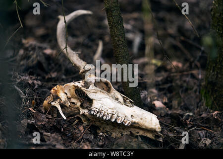 Deer skull mit großen Hörnern Festlegung im Unterholz auf sonnigen Nachmittag in Westfinnland Stockfoto