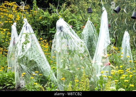 Tomaten Pflanzen wachsen am Stützstab unter Kunststoffschutz im gemischten Blumengarten Tomatenschutz Permakultur Pflanzen Sommer Solanum unterstützt Stockfoto