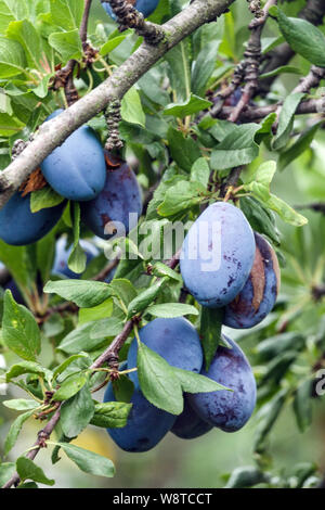 Plum fruits on tree branch, Prunus domestica Stockfoto
