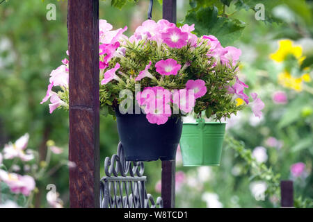 Hängender Korb auf der Veranda hängt bunte Pflanzen in Töpfen, Gartenblumen, Petunien in Blumentöpfen Stockfoto