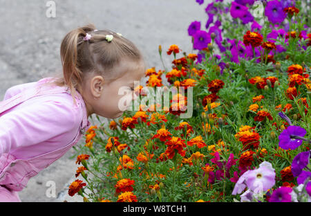 Niedliche Kind riechen Tagetes in Blumenbeet im Sommer Park Stockfoto