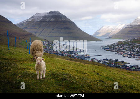 Schaf mit Lamm auf einem Hügel über der Stadt von klaksvik auf den Färöern Stockfoto