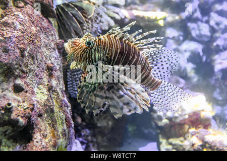 Rotfeuerfisch Pterois volitans Lionfish - Rot eine giftige Fische mit giftigen Stacheln - Coral Reef Fisch in das Bermuda Aquarium, Museum und Zoo - scorpaenidae Stockfoto