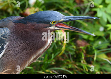 Green Heron - Butorides Virescens-Green-backed Heron mit rüschen Federn - in Bermuda Butorides virescens bahamensis Stockfoto