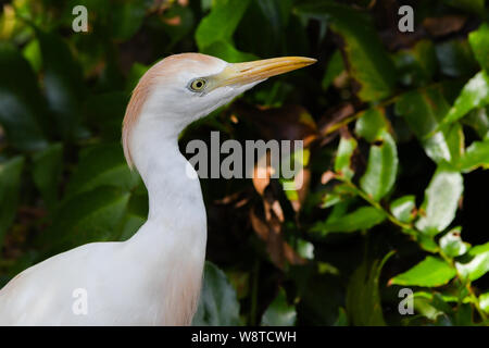 Kuhreiher Bubulcus ibis - Nahaufnahme Nahaufnahme auf Bermuda Insel - white egret orange buff Federn mit gelben Augen und gelben Schnabel Stockfoto