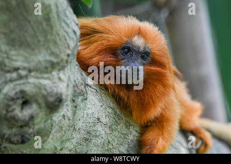 Golden lion tamarin in einem Baum - leontopithecus Rosalia liegend - golden marmoset - Verlust von Lebensraum - Golden lion tamarin eine Neue Welt Monkey & omnivour Stockfoto