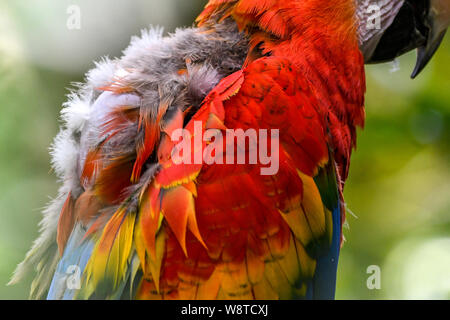 Scarlet macaw Mauser/Mauser closeup-Ara macao Mauser hautnah - Südamerikanische Papagei-vogelfeder Mauser Stockfoto