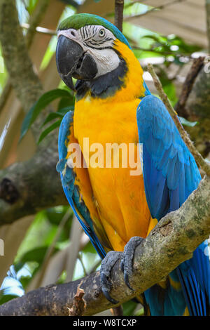 Blau-gelbe Ara-Ara ararauna - in Blau und Gold macaw - blau und gelb | blau und gold Papagei Stockfoto