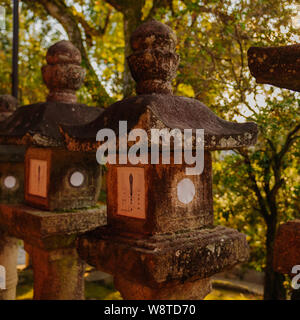 Traditionelle Stein Laterne mit Moos in der warmen Abendsonne abgedeckt sind ikonisch Symbole der Naras Kasuga Taisha Shrine, Japan, November 2018 Stockfoto