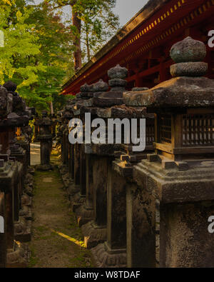 Traditionelle Stein Laterne mit Moos in der warmen Abendsonne abgedeckt sind ikonisch Symbole der Naras Kasuga Taisha Shrine, Japan, November 2018 Stockfoto