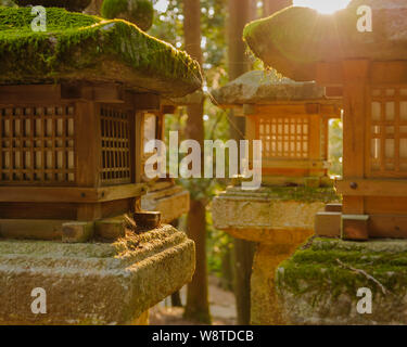 Traditionelle Stein Laterne mit Moos in der warmen Abendsonne abgedeckt sind ikonisch Symbole der Naras Kasuga Taisha Shrine, Japan, November 2018 Stockfoto