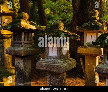 Traditionelle Stein Laterne mit Moos in der warmen Abendsonne abgedeckt sind ikonisch Symbole der Naras Kasuga Taisha Shrine, Japan, November 2018 Stockfoto