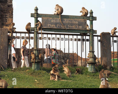 Affen, Phra Prang Sam Yot Khmer Tempel, Lopburi, Thailand, Asien Stockfoto