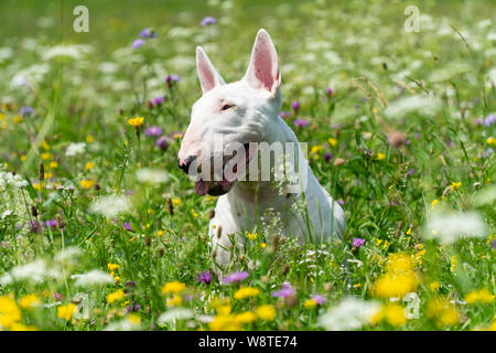 Portrait Foto von White Bull Terrier im Freien an einem sonnigen Tag Stockfoto