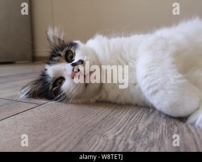 Katze Stockfoto