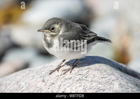 Baby Bachstelze Stockfoto