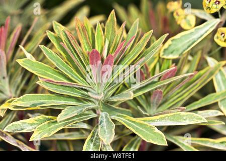 Euphorbia x Martini' Ascot Rainbow' Stockfoto