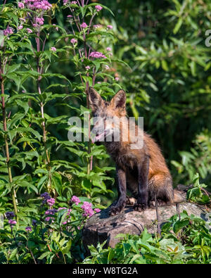 Junge rote Fuchs auf einem Stein saß mit lila Blüten im Hintergrund Stockfoto