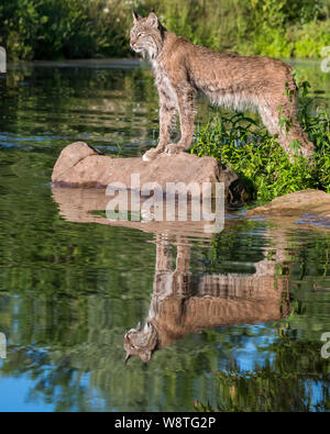 Kanada Lynx posied majestätisch auf einem Felsen mit Reflexion im Wasser Stockfoto