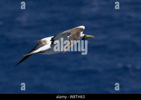 Masked Booby fliegen über blaue karibische Wasser in der Nähe von Sint Maarten Insel Sula dactylatra Fliegen - Karibik seabird - maskierte Gannett oder Blau - booby konfrontiert Stockfoto