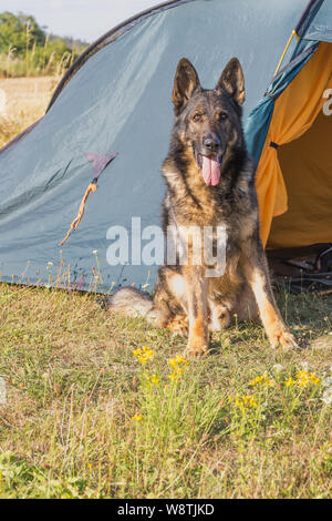 Deutscher Schäferhund sitzt vor dem Zelt in die Kamera schaut. Alle möglichen Marken entfernt sind. Vertikal. Stockfoto