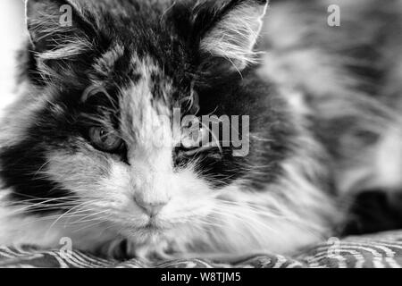 Nahaufnahme eines langhaarigen, Calico Katze (Felis catus) Stockfoto