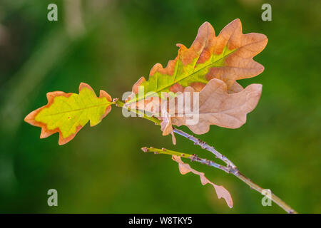 Junge Eiche sapling Zweig mit Blättern Wechsel von grün bis braun auf Ansatz von Herbst Stockfoto