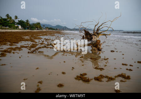 Entwurzelte Baum am Lumley Beach, Freetown, Sierra Leone im Jahr 2014 Stockfoto