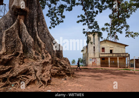 Twin Baumwolle Bäume in Wilberforce, Freetown, Sierra Leone im Jahr 2014 Stockfoto