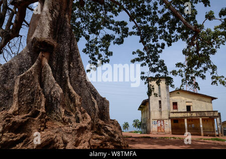 Twin Baumwolle Bäume in Wilberforce, Freetown, Sierra Leone im Jahr 2014 Stockfoto