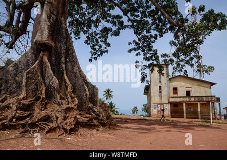 Twin Baumwolle Bäume in Wilberforce, Freetown, Sierra Leone im Jahr 2014 Stockfoto