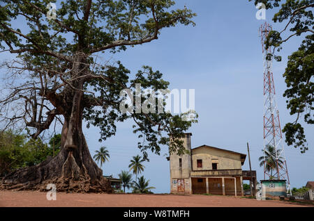 Twin Baumwolle Bäume in Wilberforce, Freetown, Sierra Leone im Jahr 2014 Stockfoto