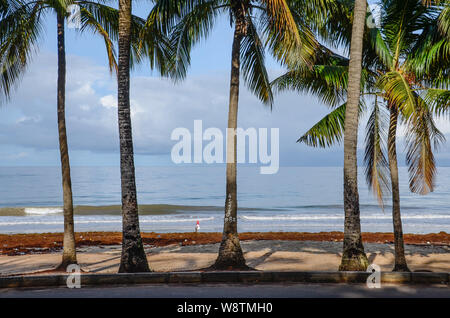 Palmen säumen die Straße entlang Lumley Beach in Freetown, Sierra Leone im Jahr 2014 Stockfoto