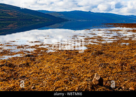 Loch Fyne, Argyll & Bute, Westschottland, Inveraray, mit Bergen und Himmel im Wasser spiegelt. Ascophyllum nodosum an der Küste Stockfoto
