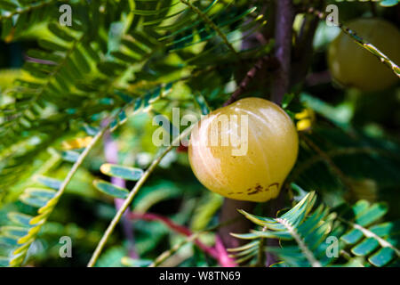 Phyllanthus emblica, auch als emblic, emblic Myrobalan bekannt, myrobalan, indische Stachelbeere, Malacca Baum, oder amla amalaki aus dem Sanskrit ist eine SOMMERGRÜNE Stockfoto