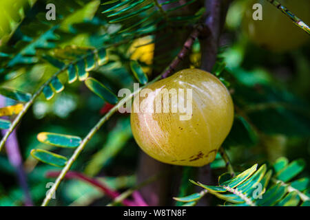 Phyllanthus emblica, auch als emblic, emblic Myrobalan bekannt, myrobalan, indische Stachelbeere, Malacca Baum, oder amla amalaki aus dem Sanskrit ist eine SOMMERGRÜNE Stockfoto