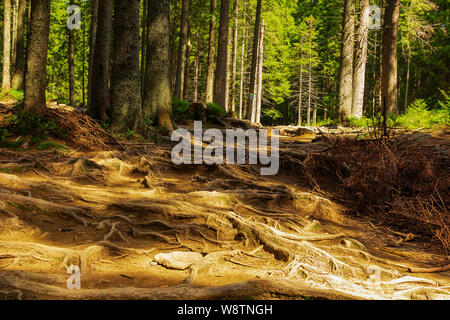 Wald Mountain Trail führt durch einen Fichtenwald, Gezwirnter mit Baumwurzeln. Benennung einer touristischen Route. Schönen Sommer Landschaft Stockfoto