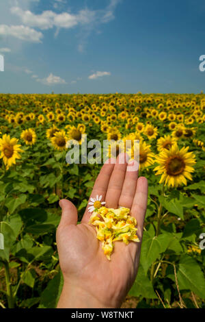 Mit Blumen in der Hand auf ein sonnenblumenfeld Hintergrund. Gelbe Blumen in der Hand. Sommer Konzept Stockfoto