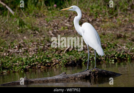 Einsame Great White Egret, Egretta alba, Lake Naivasha, Kenia Stockfoto