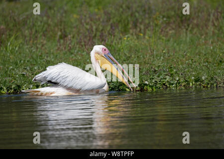 Einzige Große weiße Pelikan, Pelecanus onocrotalus, Schwimmen, See Naivasga, Kenia Stockfoto