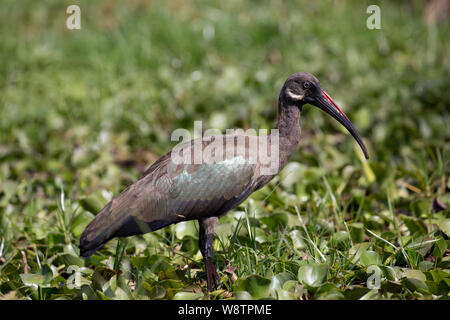 Einsame Hadada ibis, Bostrychia hagedash, Lake Naivasha, Kenia Stockfoto