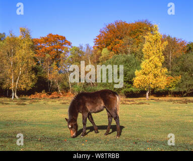 New Forest Pony im Herbst, New Forest National Park, Hampshire, England, Vereinigtes Königreich Stockfoto