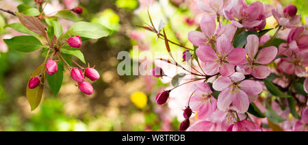 Panorama einer blühender Apfelbaum mit rosa Krabben Blumen und ungeöffneten Knospen. Hintergrund wallpaper Banner header Website. Blooming Apple Orchard, close-up Stockfoto