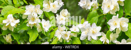 Cornus alba 'Sibirica coronarius, falscher Jasmin, Hintergrund banner Panorama. Blühende englische Hartriegel weiße Blüten mit starkem Aroma Stockfoto