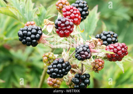 Cutleaf immergrüne Brombeere, Rubus laciniatus reifende Früchte Stockfoto