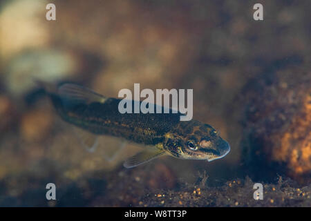 Eine gefährdete Erwachsene Nooksack dace schwimmt in den Gewässern von Brunete Fluss, Burnaby, British Columbia. Kanada. Stockfoto