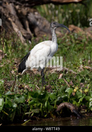 Heiliger Ibis, Threskiornis aethiopicus, am Rande stehen, Lake Naivasha, Kenia Stockfoto